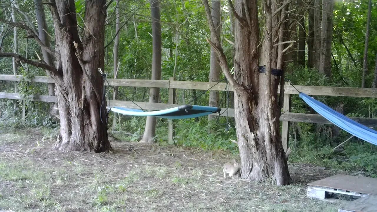 Bunny with Chipmunk running past
