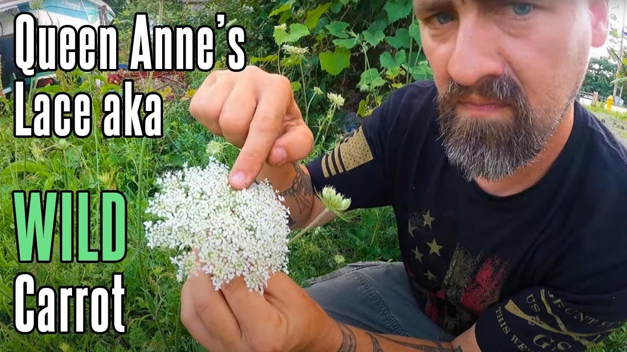 Queen Anne's Lace aka Wild Carrot | Natural Medicine in your Backyard