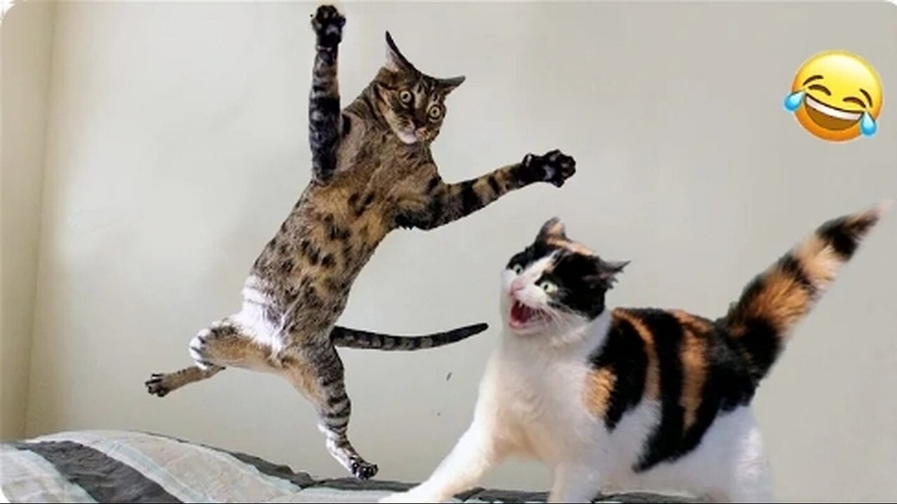 Funny animals - Funny cats / dogs - Funny animal videos 2023 (Part 11)