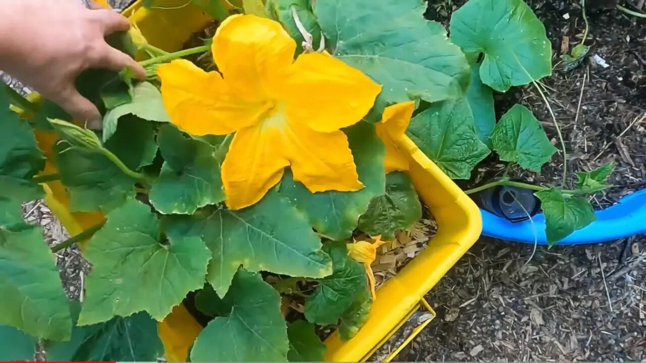 Garden tour And how to Pollinate your zucchini by hand