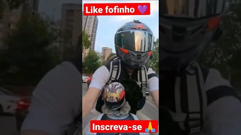 Gatinho fofinho motocicleta 🏍️ pilotando moto