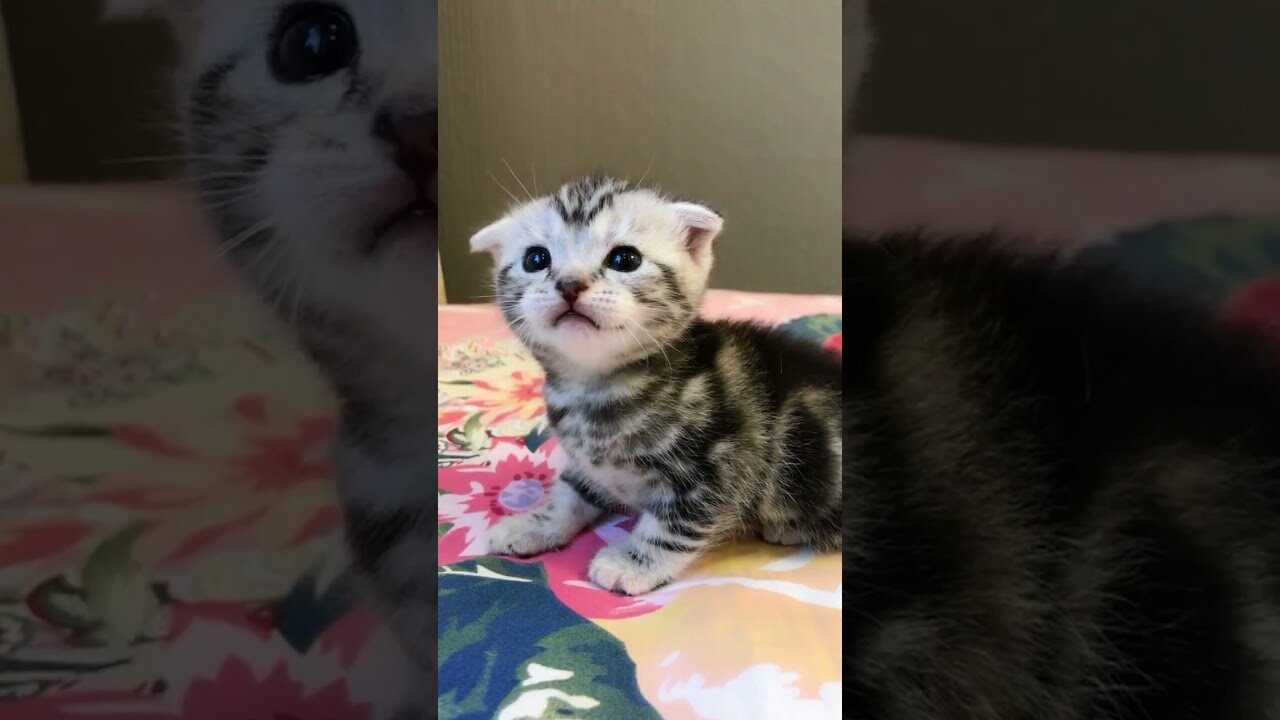 Top Video Cute Baby Cat