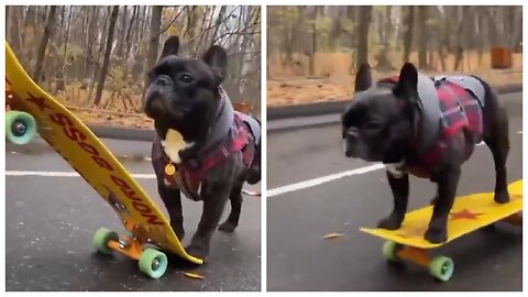 Dog Skateboarder 💪😂