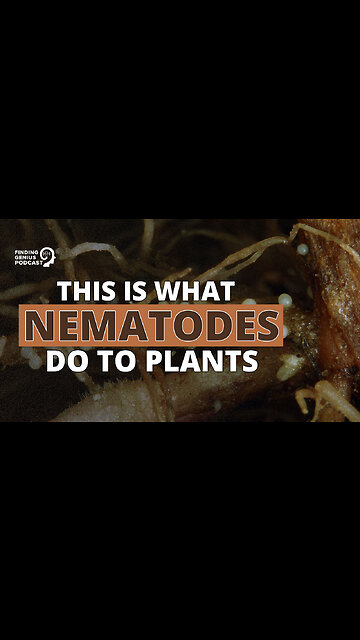 This Is What Nematodes Do to Plants
