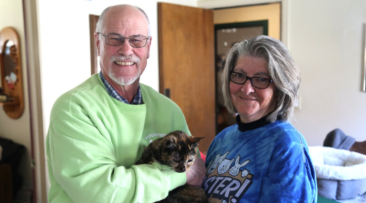 Glendale couple has fostered 306 cats in 12 years