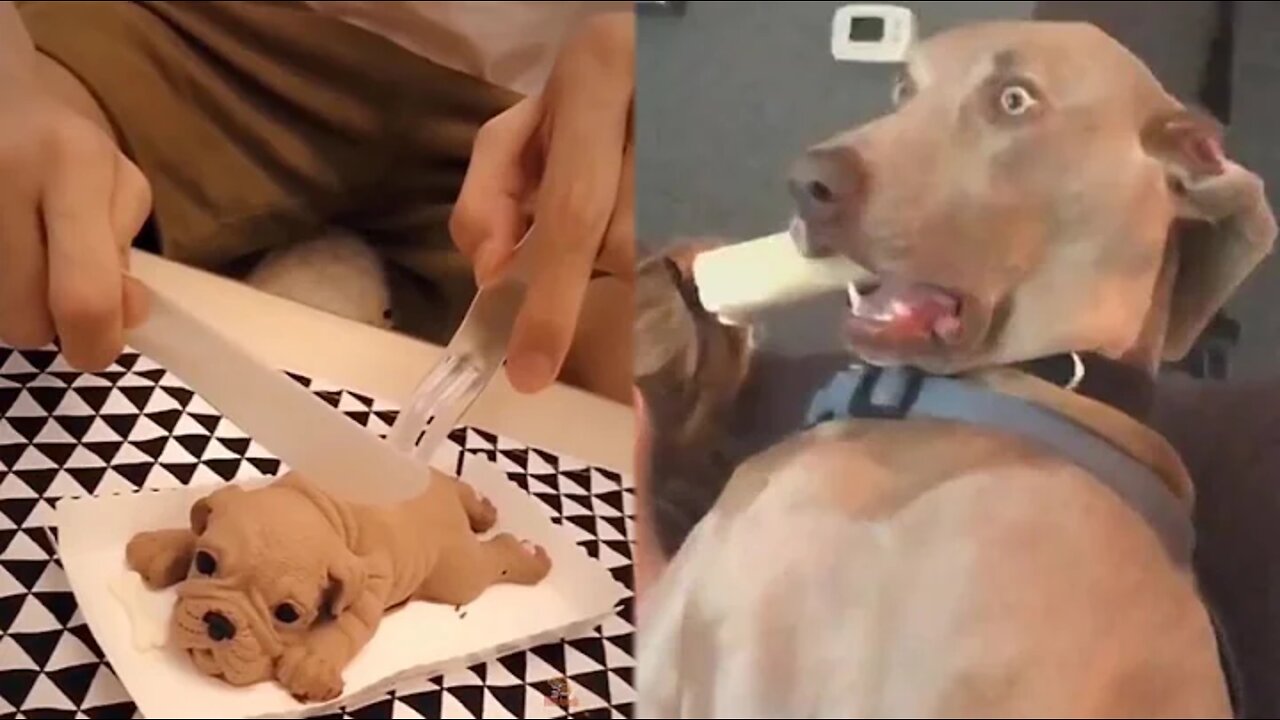 Super Funny Dog Video