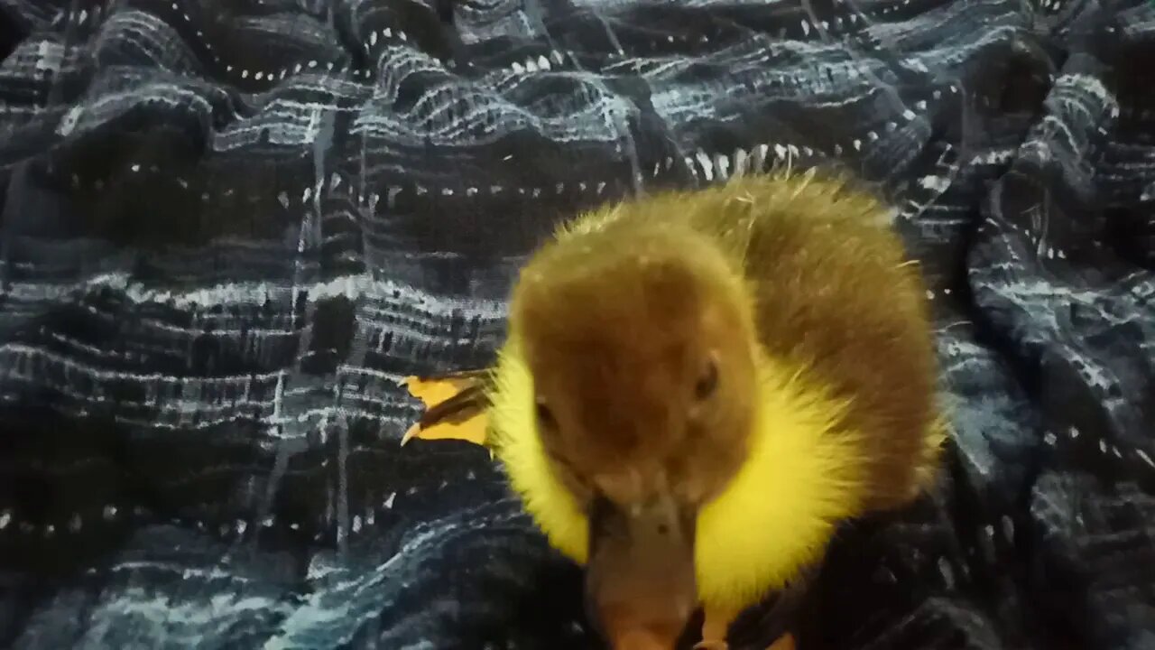 Jack, The Muscovy Duckling, Popped out of his egg like a Jack in the box. ( Video 1 )