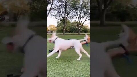 Cat in the bag.. 😂 #shorts #tiktok #cat