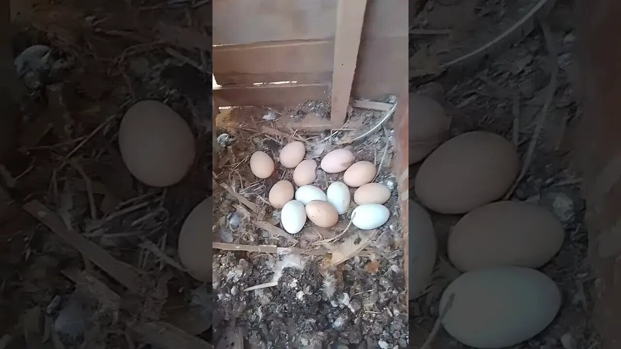 Colhendo ovos de CRIAÇÃO de GALINHA Caipira na roça #shorts