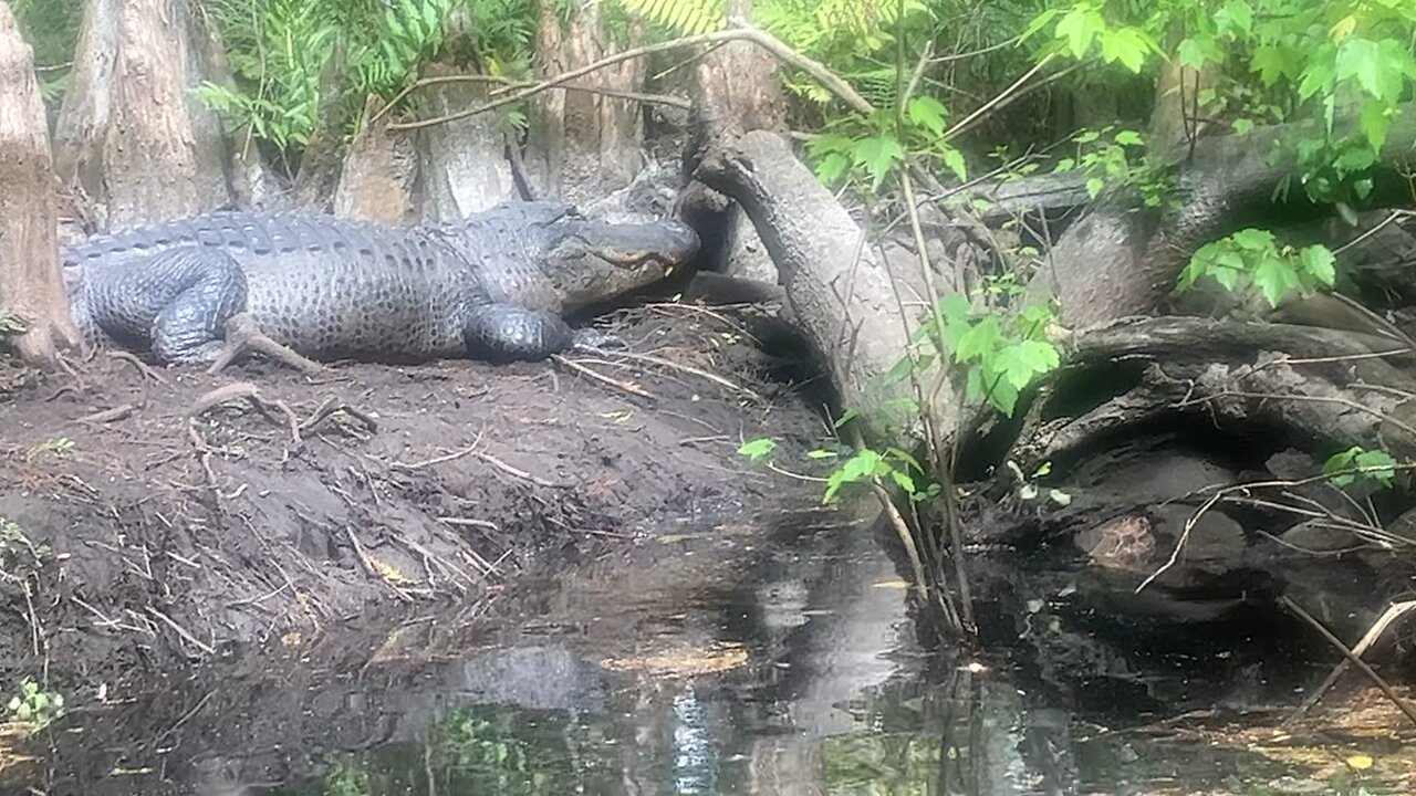 Random River gator