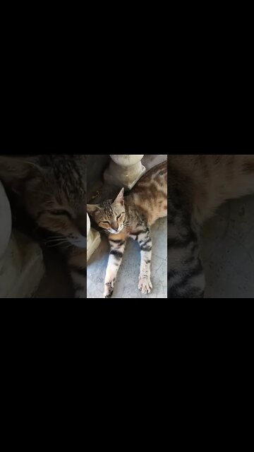 🐯 A short tail cat with a beautiful coat texture and color.