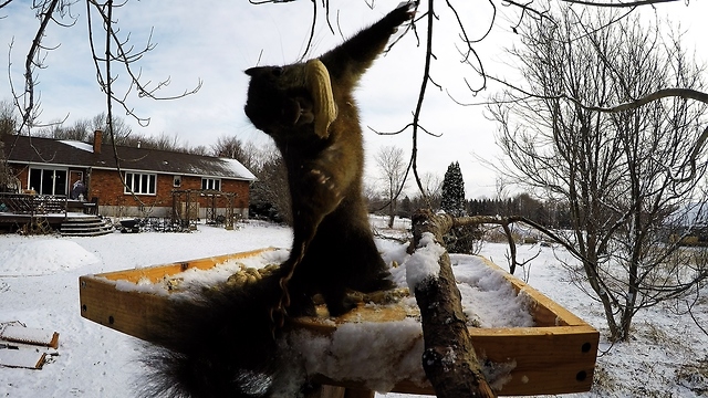 Dizzy Squirrel Keels Over While Trying To Watch Circling Crows