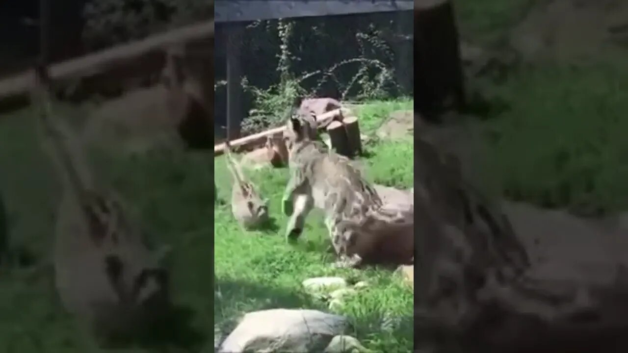 Baby Leopard scares its mother #shorts #animals #cute