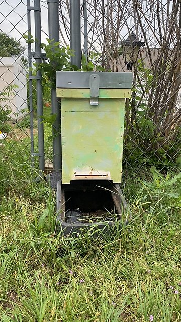 Tiniest colony ever! They will probably become my strongest girls!