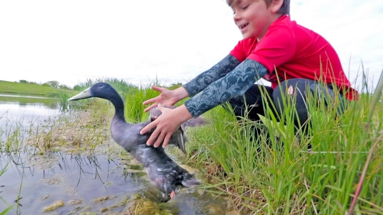 The ducks FIRST time on the pond (DID NOT GO AS PLANNED)