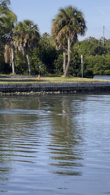 Mom and Baby Dolphin Fort Desoto FL