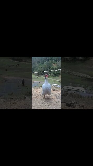 Guinea fowl spots camera. Spying on guinea fowl. Lavender guinea fowl