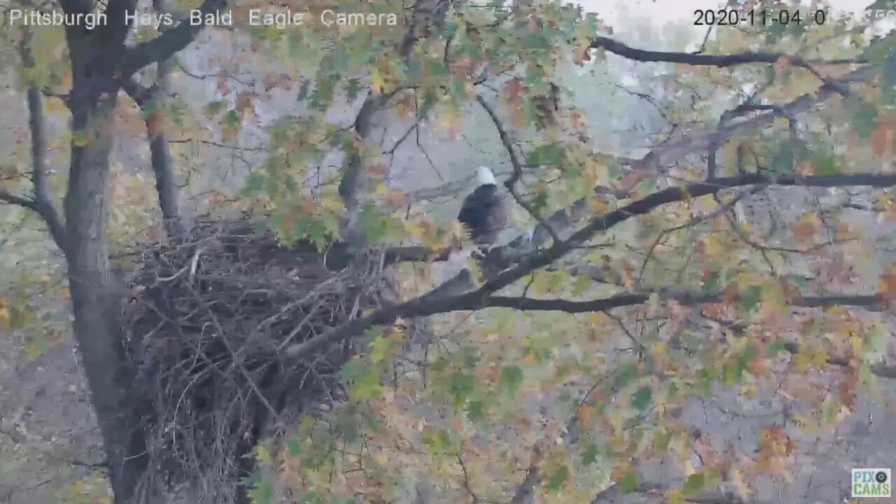 Hays Eagles Mom closeup of Talons on nest rails 2020 11 04 657am