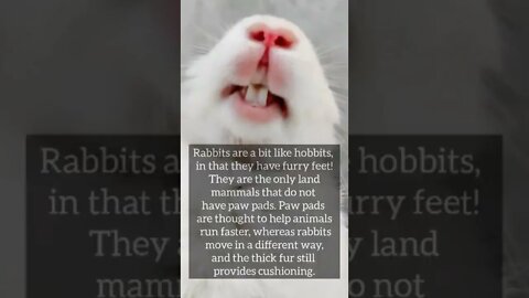 Best animal facts #shorts #facts