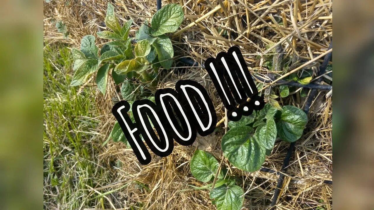 Planting garden in raised rows. Updated potatoe tower