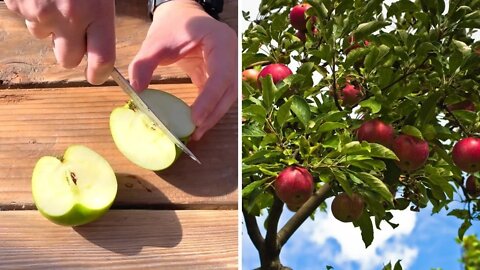 How To Create Your Very Own Apple Variety!!! | So Simple!