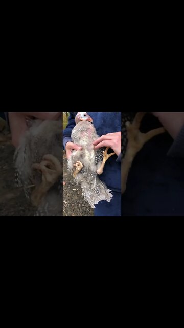 Do NOT hold a bird like this!!! They have trouble breathing and can die!!! I did not know.