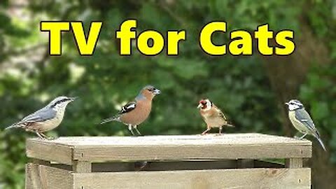 Cat TV ~ Birds Sound for Cats ⭐ 8 HOURS ⭐