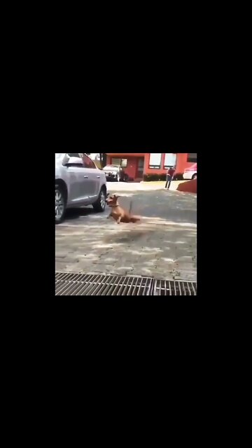 Jump🥰 Cute or not??❤️ #shorts #shortsfeed #clips #shortvideo