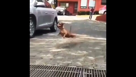 Jump🥰 Cute or not??❤️ #shorts #shortsfeed #clips #shortvideo