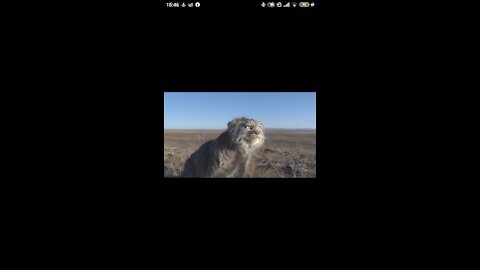 El Gato Manul