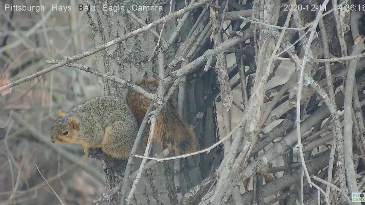 Hays Eagles Nest Fox Squirrel cameo 2020 12 11 235pm