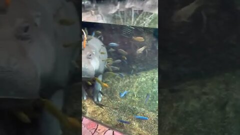 Hippo trapped in a fish tank... poor guy