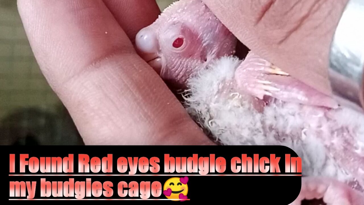 Red eyes budgies chick #budgies #redeyes budgies #budgiesparrots