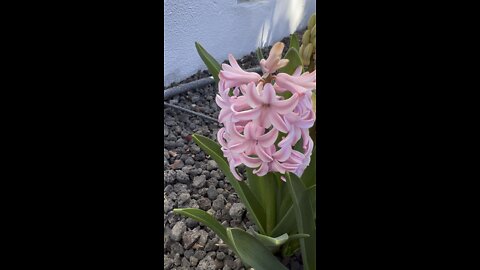 Hyacinth