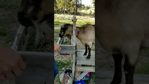 Milking Time!
