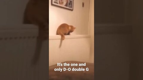 MEME is the one and only D-O double G #shorts