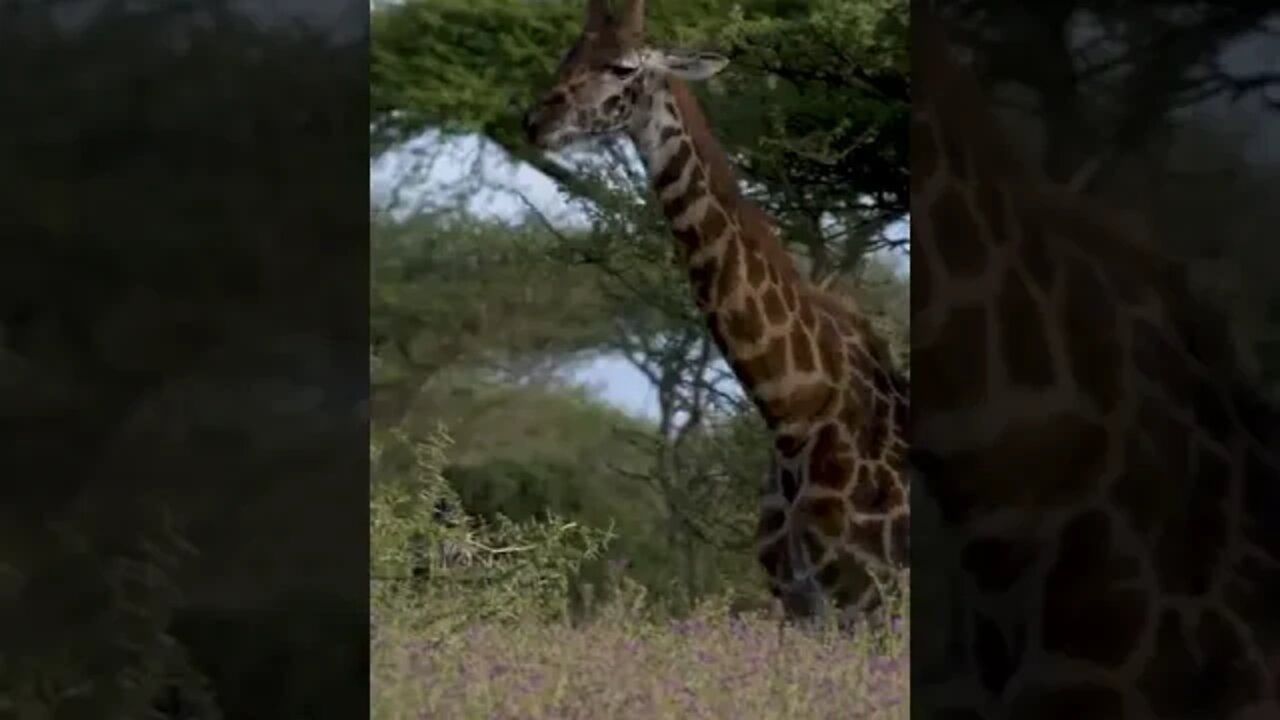 The Truth About Giraffe's Long Neck! 🤔 #shorts #travel #safari