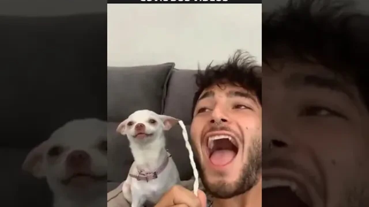 o cachorro mais furioso