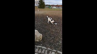 This Dog Makes It Crystal Clear That He's Very Hungry