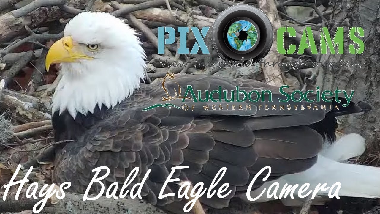 Pittsburgh Hays Bald Eagle Camera