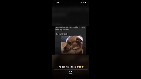Funny Animals