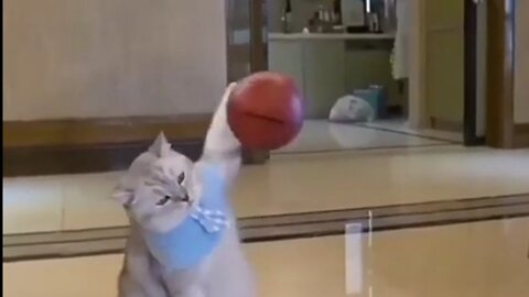 Cat 🐈 playing basketball 🏀 😂