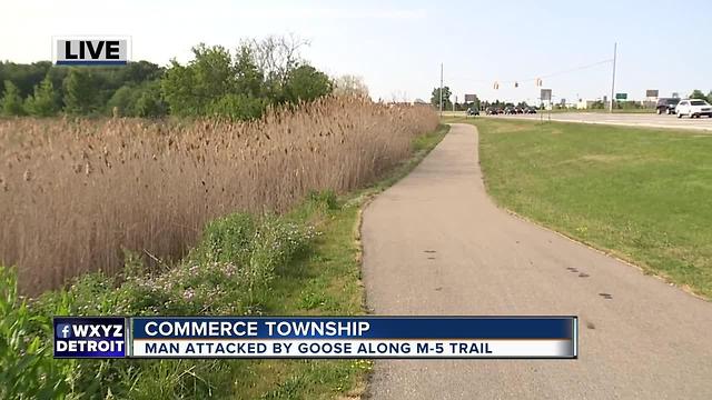 Man attacked by goose along M-5 Trail