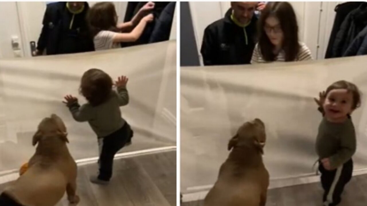 Overly-excited doggy accidentally knocks over baby🤔🤔