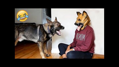 Funniest Animal Videos 😂 - Funny Cats invited to the Dog Party