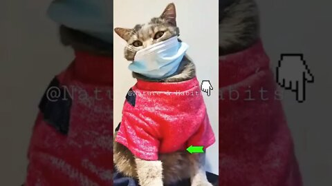 Funny Videos Funny Cats 😂😂🤣😂#viral #trending #short #entertainment