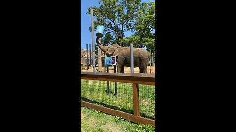 Elephant eating