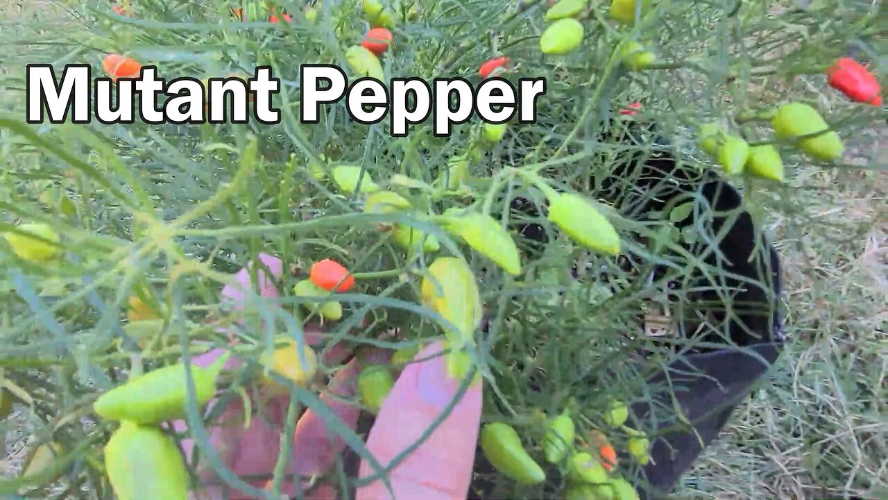 What A Mutant Pepper Plant Looks Like