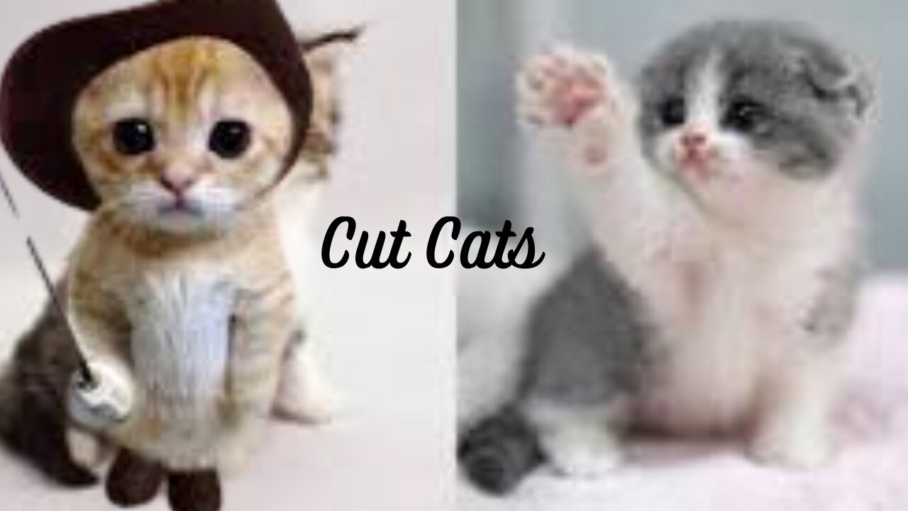 Baby Cats - Cute and Funny Cat Videos | Animals Vides