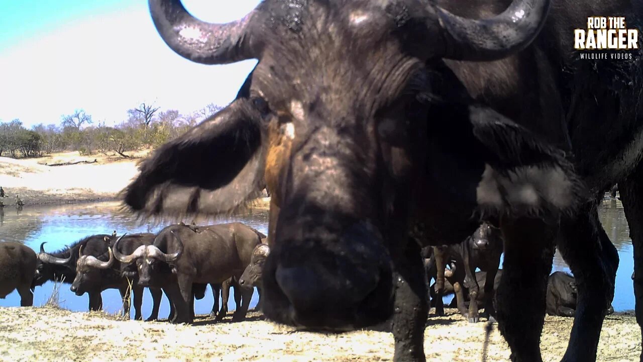 Amazing Animal Activity At A Waterhole (Trails Cam Timelapse)